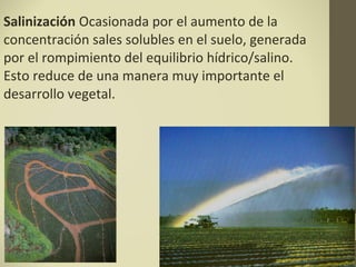 Salinización Ocasionada por el aumento de la
concentración sales solubles en el suelo, generada
por el rompimiento del equilibrio hídrico/salino.
Esto reduce de una manera muy importante el
desarrollo vegetal.
 