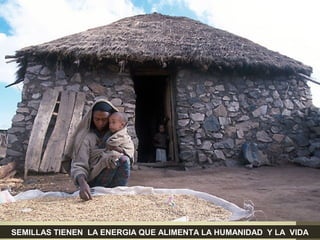 SEMILLAS TIENEN LA ENERGIA QUE ALIMENTA LA HUMANIDAD Y LA VIDA
 