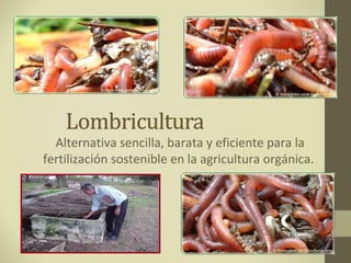 Alternativa sencilla, barata y eficiente para la
fertilización sostenible en la agricultura orgánica.
 