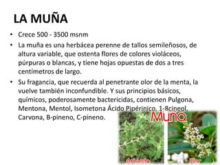 LA MUÑA
• Crece 500 - 3500 msnm
• La muña es una herbácea perenne de tallos semileñosos, de
altura variable, que ostenta flores de colores violáceos,
púrpuras o blancas, y tiene hojas opuestas de dos a tres
centímetros de largo.
• Su fragancia, que recuerda al penetrante olor de la menta, la
vuelve también inconfundible. Y sus principios básicos,
químicos, poderosamente bactericidas, contienen Pulgona,
Mentona, Mentol, Isometona Ácido Pipérinico, 1-8cineol,
Carvona, B-pineno, C-pineno.
 