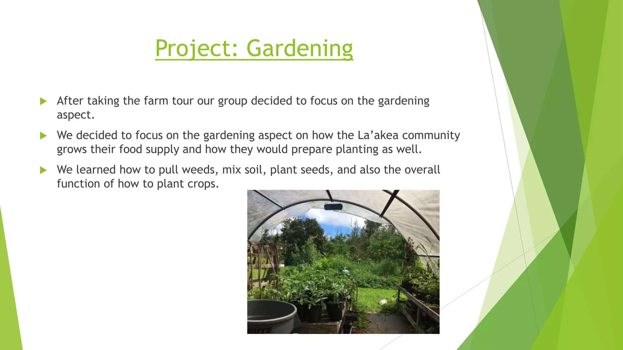 Project: Gardening
 After taking the farm tour our group decided to focus on the gardening
aspect.
 We decided to focus on the gardening aspect on how the La’akea community
grows their food supply and how they would prepare planting as well.
 We learned how to pull weeds, mix soil, plant seeds, and also the overall
function of how to plant crops.
 