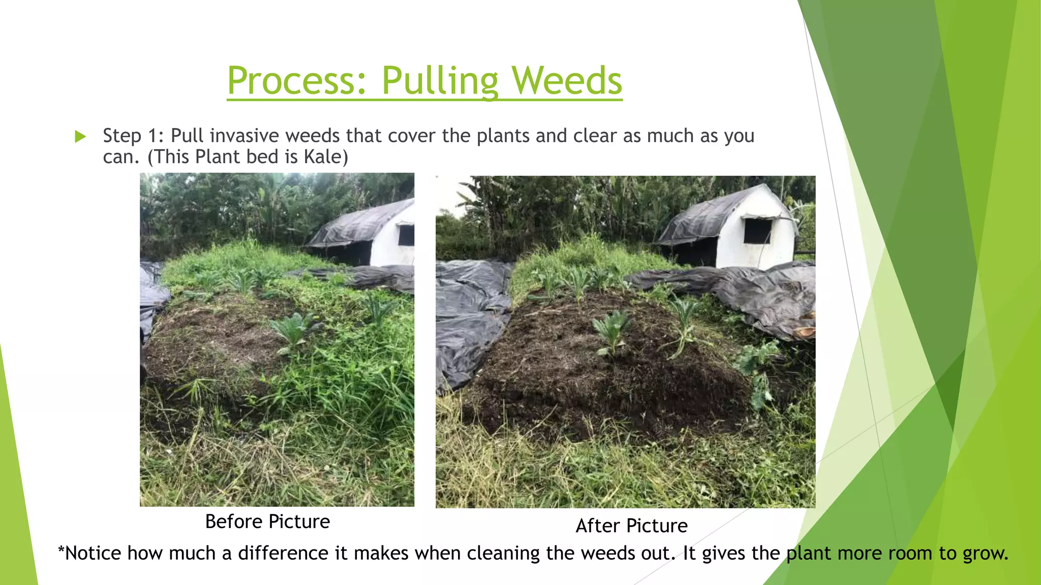Process: Pulling Weeds
 Step 1: Pull invasive weeds that cover the plants and clear as much as you
can. (This Plant bed is Kale)
Before Picture After Picture
*Notice how much a difference it makes when cleaning the weeds out. It gives the plant more room to grow.
 