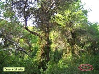 Devesa del saler
 