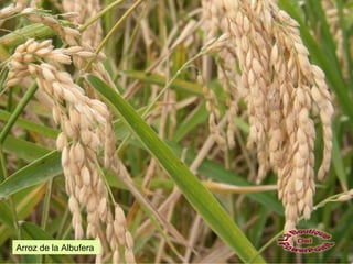 Arroz de la Albufera
 