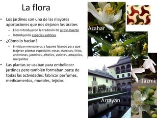 La flora
• Los jardines son una de las mayores
  aportaciones que nos dejaron los árabes
    – Ellos Introdujeron la tradición de jardín-huerto          Azahar
    – Introdujeron especies exóticas
• ¿Cómo lo hacían?
    –   Enviaban mensajeros a lugares lejanos para que
        trajeran plantas especiales: rosas, narcisos, lirios,
        anémonas, jazmines, alhelíes, violetas, amapolas,
        margaritas
• Las plantas se usaban para embellecer
  jardines pero también formaban parte de
  todas las actividades: fabricar perfumes,
  medicamentos, muebles, tejidos                                              Jazmín


                                                                    Arrayan
 