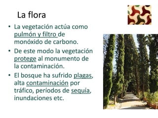 La flora
• La vegetación actúa como
  pulmón y filtro de
  monóxido de carbono.
• De este modo la vegetación
  protege al monumento de
  la contaminación.
• El bosque ha sufrido plagas,
  alta contaminación por
  tráfico, períodos de sequía,
  inundaciones etc.
 