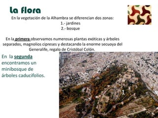 La flora
    En la vegetación de la Alhambra se diferencian dos zonas:
                               1.- jardines
                                2.- bosque

  En la primera observamos numerosas plantas exóticas y árboles
separados, magnolios cipreses y destacando la enorme secuoya del
               Generalife, regalo de Cristóbal Colón.
En la segunda
encontramos un
minibosque de                                      2
árboles caducifolios.


                                                                1
 