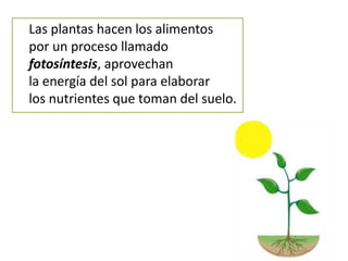 Las plantas hacen los alimentos
por un proceso llamado
fotosíntesis, aprovechan
la energía del sol para elaborar
los nutrientes que toman del suelo.
