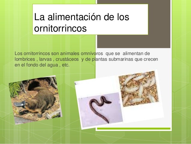 La alimentación de los ornitorrincos