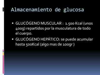 Almacenamiento de glucosa
 GLUCÓGENO MUSCULAR : 1.500 Kcal (unos
400g) repartidos por la musculatura de todo
el cuerpo.
 GLUCÓGENO HEPÁTICO: se puede acumular

hasta 500Kcal (algo mas de 100gr )

 