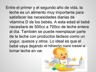 Entre el primer y el segundo año de vida, la
 leche es un alimento muy importante para
 satisfacer las necesidades diarias de
 vitamina D de los bebés. A esta edad el bebé
 necesitará de 500cc a 700cc de leche entera
 al día. También se puede reemplazar parte
 de la leche con productos lácteos como un
 yogur, quesos y otros. Lo ideal es que el
 bebé vaya dejando el biberón para pasar a
 tomar leche en vaso o taza.
 