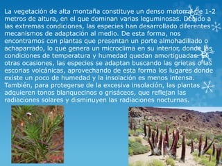 La vegetación de alta montaña constituye un denso matorral de 1-2 
metros de altura, en el que dominan varias leguminosas. Debido a 
las extremas condiciones, las especies han desarrollado diferentes 
mecanismos de adaptación al medio. De esta forma, nos 
encontramos con plantas que presentan un porte almohadillado o 
achaparrado, lo que genera un microclima en su interior, donde las 
condiciones de temperatura y humedad quedan amortiguadas. En 
otras ocasiones, las especies se adaptan buscando las grietas o las 
escorias volcánicas, aprovechando de esta forma los lugares donde 
existe un poco de humedad y la insolación es menos intensa. 
También, para protegerse de la excesiva insolación, las plantas 
adquieren tonos blanquecinos o grisáceos, que reflejan las 
radiaciones solares y disminuyen las radiaciones nocturnas. 
 