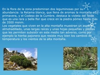 En la flora de la zona predominan dos leguminosas por su 
abundancia: la Retama blanca, que llena de aromas la montaña en 
primavera, y el Codeso de la Cumbre. destaca la violeta del Teide 
que es una rara y bella flor que crece en la piedra pómez hasta más 
de 3500 msnm. 
Los vegetales que viven en la alta montaña muestran un aspecto 
almohadillado, unas largas raíces y unas hojas pequeñas y pilosas 
que les permiten subsistir en este medio tan adverso, como por 
ejemplo la hierba pajonera que resiste muy bien los cambios de 
temperatura y los vientos de la alta montaña. 
 