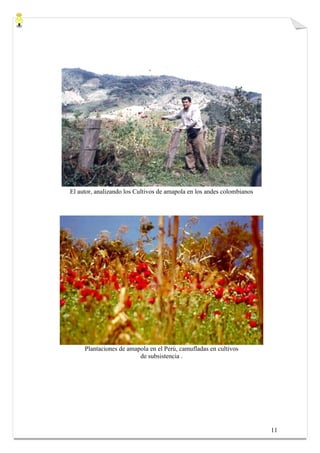 El autor, analizando los Cultivos de amapola en los andes colombianos




     Plantaciones de amapola en el Perú, camufladas en cultivos
                         de subsistencia .




                                                                        11
 