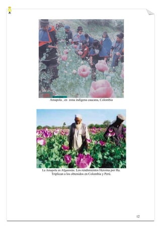 Amapola , en zona indígena caucana, Colombia




La Amapola en Afganistán. Los rendimientos Heroína por Ha.
      Triplican a los obtenidos en Colombia y Perú.




                                                             12
 