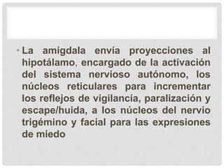 • La amígdala envía proyecciones al
hipotálamo, encargado de la activación
del sistema nervioso autónomo, los
núcleos reticulares para incrementar
los reflejos de vigilancia, paralización y
escape/huida, a los núcleos del nervio
trigémino y facial para las expresiones
de miedo
 