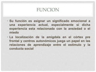 FUNCION
• Su función es asignar un significado emocional a
una experiencia actual, especialmente si dicha
experiencia esta relacionada con la ansiedad o el
miedo
• La localización de la amígdala en el córtex pre
frontal y centros autonómicos juega un papel en las
relaciones de aprendizaje entre el estimulo y la
conducta social
 