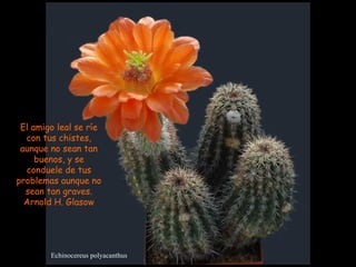 Echinocereus polyacanthus El amigo leal se ríe con tus chistes, aunque no sean tan buenos, y se conduele de tus problemas aunque no sean tan graves. Arnold H. Glasow  