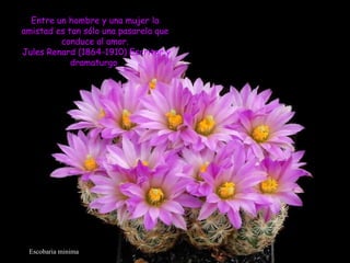 Escobaria minima Entre un hombre y una mujer la amistad es tan sólo una pasarela que conduce al amor. Jules Renard (1864-1910) Escritor y dramaturgo  