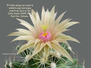 Escobaria wissmannii El falso amigo es como la sombra que nos sigue mientras dura el sol. Carlo Dossi (1849-1910) Escritor italiano.  