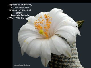 Mammillaria albiflora Un padre es un tesoro, un hermano es un consuelo: un amigo es ambos. Benjamin Franklin (1706-1790) Estadista  