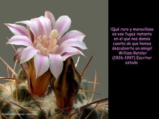 Neowerdermannia vorwerkii ¡Qué raro y maravilloso es ese fugaz instante en el que nos damos cuenta de que hemos descubierto un amigo! William Rotsler (1926-1997) Escritor estado  