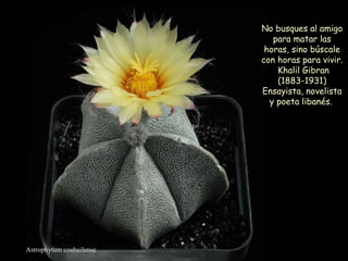 Astrophytum coahuilense No busques al amigo para matar las horas, sino búscale con horas para vivir. Khalil Gibran (1883-1931) Ensayista, novelista y poeta libanés.  