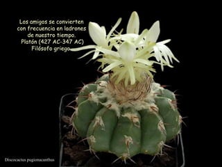 Discocactus pugionacanthus Los amigos se convierten con frecuencia en ladrones de nuestro tiempo. Platón (427 AC-347 AC) Filósofo griego  