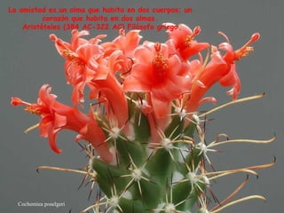 Cochemiea poselgeri La amistad es un alma que habita en dos cuerpos; un corazón que habita en dos almas. Aristóteles (384 AC-322 AC) Filósofo griego  