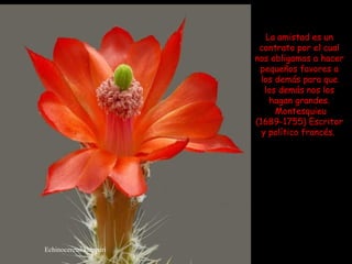Echinocereus klapperi La amistad es un contrato por el cual nos obligamos a hacer pequeños favores a los demás para que los demás nos los hagan grandes. Montesquieu (1689-1755) Escritor y político francés.  