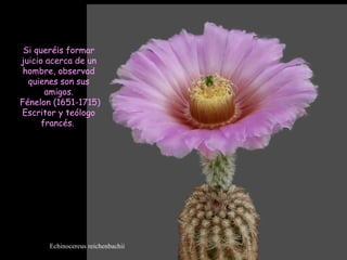 Echinocereus reichenbachii Si queréis formar juicio acerca de un hombre, observad quienes son sus amigos. Fénelon (1651-1715) Escritor y teólogo francés.  