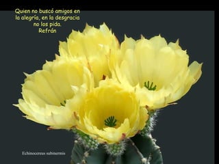 Echinocereus subinermis Quien no buscó amigos en la alegría, en la desgracia no los pida. Refrán  
