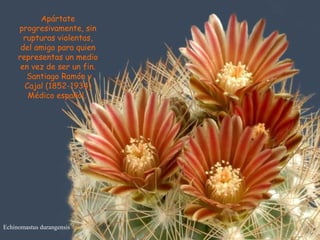Echinomastus durangensis Apártate progresivamente, sin rupturas violentas, del amigo para quien representas un medio en vez de ser un fin. Santiago Ramón y Cajal (1852-1934) Médico español.  