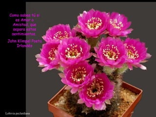 Lobivia peclardiana Como sabes tú si es Amor o Amistad, que separa estos sentimientos.  John Klimpel Poeta Irlandés 