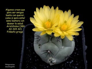 Ortegocactus macdougallii Algunos creen que para ser amigos basta con querer, como si para estar sano bastara con desear la salud. Aristóteles (384 AC-322 AC) Filósofo griego   