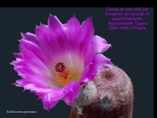 Echinocereus pectinatus Cuando mi voz calle con la muerte, mi corazón te seguirá hablando. Rabindranath Tagore (1861-1941) Filósofo 