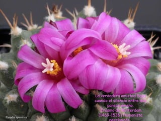 Parodia spaniosa La verdadera amistad llega cuando el silencio entre dos parece ameno. Erasmo de Rotterdam (1469-1536) Humanista neerlandés.  