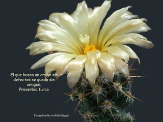 Coryphantha wohlschlageri El que busca un amigo sin defectos se queda sin amigos. Proverbio turco  