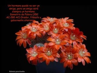 Rebutia poecilantha Un hermano puede no ser un amigo, pero un amigo será siempre un hermano. Demetrio de Falero (350 AC-280 AC) Orador, filósofo y gobernante ateniense.  