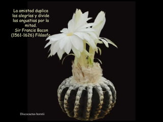 Discocactus horstii La amistad duplica las alegrías y divide las angustias por la mitad. Sir Francis Bacon (1561-1626) Filósofo  