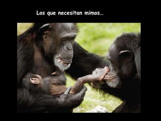 Los que necesitan mimos… 