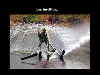 Los insólitos… 