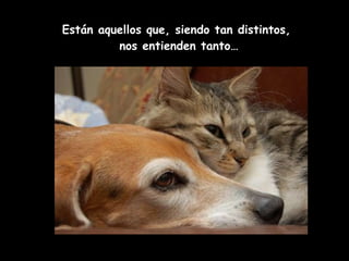 Están aquellos que, siendo tan distintos,  nos entienden tanto… 