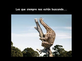 Los que siempre nos están buscando... 