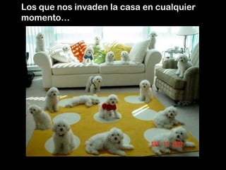 Los que nos invaden la casa en cualquier
momento…
 