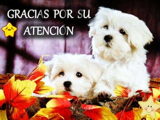 GRACIAS POR SU 
ATENCIÓN 
