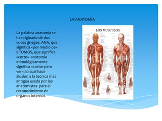 LA ANATOMÍA
La palabra anatomía se
ha originado de dos
voces griegas: ANA, que
significa «por medio de»
y TOMOS, que significa
«corte» anatomía
etimológicamente
significa «cortar para
ver», lo cual hace
alusion a la tecnica mas
antigua usada por los
anatomistas para el
reconocimiento de
organos internos
 