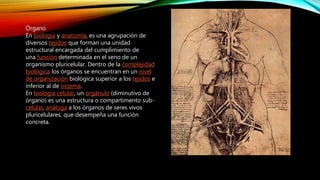 Órgano
En biología y anatomía, es una agrupación de
diversos tejidos que forman una unidad
estructural encargada del cumplimiento de
una función determinada en el seno de un
organismo pluricelular. Dentro de la complejidad
biológica los órganos se encuentran en un nivel
de organización biológica superior a los tejidos e
inferior al de sistema.
En biología celular, un orgánulo (diminutivo de
órgano) es una estructura o compartimento sub-
celular, análoga a los órganos de seres vivos
pluricelulares, que desempeña una función
concreta.
 