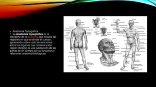 • Anatomía Topográfica
• La Anatomía topográfica es la
disciplina de la anatomía que estudia las
regiones en que se divide el cuerpo ,
apreciando sobre todo las relaciones
entre los órganos que contiene cada
región (Región es una subdivisión de las
partes de un cuerpo por su funciones y
relaciones anatomofisiologicas)
 