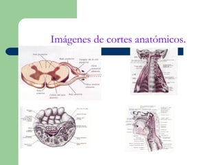 Imágenes de cortes anatómicos.
 